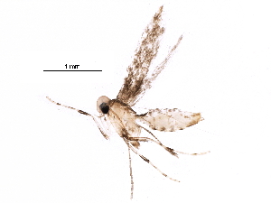  (malaiseGraci01 Malaise5916 - BIOUG28814-G08)  @13 [ ] CreativeCommons - Attribution (2016) CBG Photography Group Centre for Biodiversity Genomics