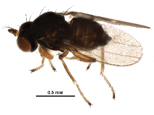  (Nostima niveivenosa - BIOUG28701-E09)  @13 [ ] CreativeCommons - Attribution (2016) CBG Photography Group Centre for Biodiversity Genomics