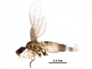  (Laciniomyia - BIOUG28781-C04)  @14 [ ] CreativeCommons - Attribution (2016) CBG Photography Group Centre for Biodiversity Genomics