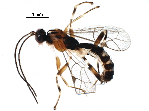  (Zatypota alborhombartaDHJ04 - BIOUG29192-F04)  @13 [ ] CreativeCommons - Attribution (2016) CBG Photography Group Centre for Biodiversity Genomics