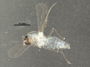  (Rheotanytarsus sp. 3TE - BIOUG29286-H01)  @13 [ ] CreativeCommons - Attribution (2016) CBG Photography Group Centre for Biodiversity Genomics