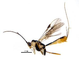  (Macrocentrus jennyphillipsae - BIOUG29288-B09)  @13 [ ] CreativeCommons - Attribution (2016) CBG Photography Group Centre for Biodiversity Genomics