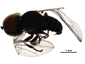  (Basileunculus sp. CR2 - BIOUG29411-A06)  @13 [ ] CreativeCommons - Attribution (2016) CBG Photography Group Centre for Biodiversity Genomics