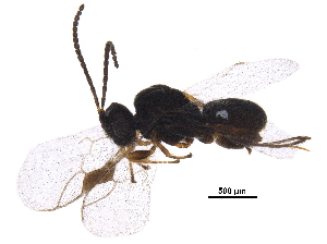  ( - BIOUG29539-A08)  @13 [ ] CreativeCommons - Attribution (2017) CBG Photography Group Centre for Biodiversity Genomics
