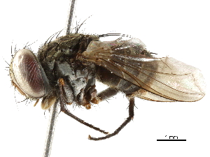  ( - BIOUG29478-G10)  @13 [ ] CreativeCommons - Attribution (2019) CBG Photography Group Centre for Biodiversity Genomics