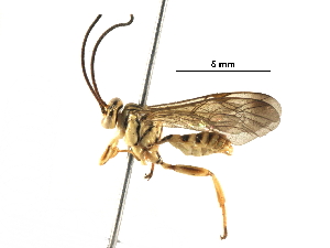  (Neotheronia Malaise6577 - BIOUG29469-G04)  @15 [ ] CreativeCommons - Attribution (2016) CBG Photography Group Centre for Biodiversity Genomics