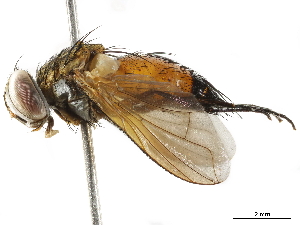  ( - BIOUG29571-H06)  @11 [ ] CreativeCommons - Attribution (2019) CBG Photography Group Centre for Biodiversity Genomics