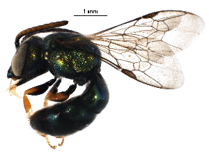  (Augochlora - BIOUG29624-G05)  @15 [ ] CreativeCommons - Attribution (2016) CBG Photography Group Centre for Biodiversity Genomics
