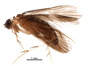  (Wormaldia gallardoi - BIOUG29656-G08)  @14 [ ] CreativeCommons - Attribution (2016) CBG Photography Group Centre for Biodiversity Genomics
