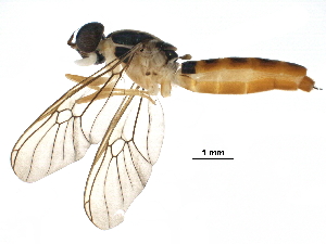  ( - BIOUG29721-D08)  @13 [ ] CreativeCommons - Attribution (2016) CBG Photography Group Centre for Biodiversity Genomics