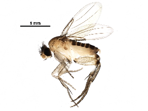  ( - BIOUG29833-F10)  @13 [ ] CreativeCommons - Attribution (2016) CBG Photography Group Centre for Biodiversity Genomics