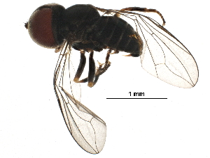  (Basileunculus sp. CR3 - BIOUG28680-A11)  @13 [ ] CreativeCommons - Attribution (2016) CBG Photography Group Centre for Biodiversity Genomics