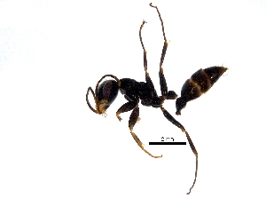  ( - BIOUG28834-A05)  @13 [ ] CreativeCommons - Attribution (2016) CBG Photography Group Centre for Biodiversity Genomics