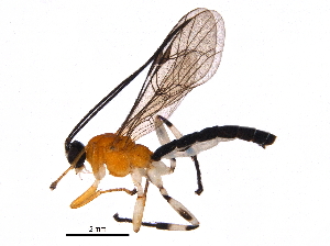  (Zatypota Malaise2499 - BIOUG28804-H02)  @14 [ ] CreativeCommons - Attribution (2016) CBG Photography Group Centre for Biodiversity Genomics
