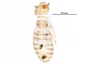  ( - BIOUG28866-H03)  @12 [ ] CreativeCommons - Attribution (2016) CBG Photography Group Centre for Biodiversity Genomics