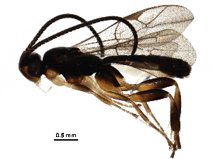  (Orthocentrus Malaise5689 - BIOUG29248-E07)  @14 [ ] CreativeCommons - Attribution (2016) CBG Photography Group Centre for Biodiversity Genomics