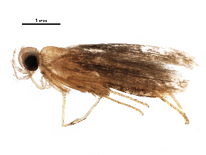  (Batrachedrinae - BIOUG29158-H03)  @14 [ ] CreativeCommons - Attribution (2016) CBG Photography Group Centre for Biodiversity Genomics