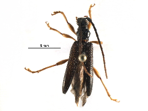  (Disteniidae - BIOUG29400-B06)  @14 [ ] CreativeCommons - Attribution (2016) CBG Photography Group Centre for Biodiversity Genomics