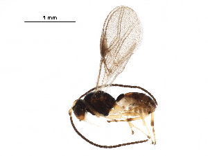  ( - BIOUG30978-G03)  @13 [ ] CreativeCommons - Attribution (2017) CBG Photography Group Centre for Biodiversity Genomics