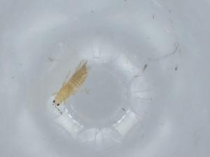  ( - BIOUG57855-F02)  @11 [ ] CreativeCommons - Attribution (2020) Centre for Biodiversity Genomics Centre for Biodiversity Genomics