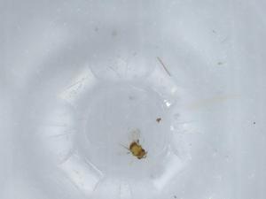  ( - BIOUG57872-B09)  @11 [ ] CreativeCommons - Attribution (2020) Centre for Biodiversity Genomics Centre for Biodiversity Genomics