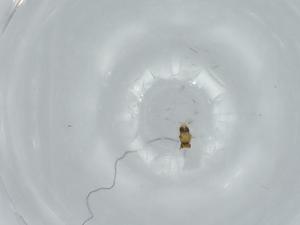  ( - BIOUG57873-D06)  @11 [ ] CreativeCommons - Attribution (2020) Centre for Biodiversity Genomics Centre for Biodiversity Genomics