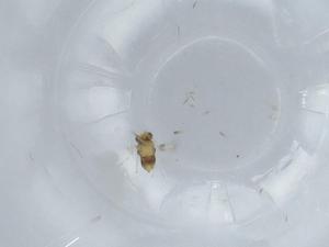  ( - BIOUG57874-G12)  @11 [ ] CreativeCommons - Attribution (2020) Centre for Biodiversity Genomics Centre for Biodiversity Genomics