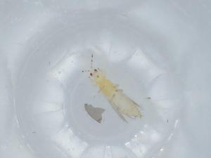  ( - BIOUG57888-G07)  @11 [ ] CreativeCommons - Attribution (2020) Centre for Biodiversity Genomics Centre for Biodiversity Genomics