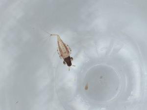  ( - BIOUG57888-H11)  @11 [ ] CreativeCommons - Attribution (2020) Centre for Biodiversity Genomics Centre for Biodiversity Genomics