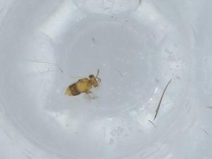  ( - BIOUG57890-E11)  @11 [ ] CreativeCommons - Attribution (2020) Centre for Biodiversity Genomics Centre for Biodiversity Genomics