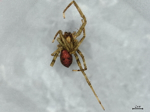  ( - BIOUG60802-D11)  @11 [ ] CreativeCommons - Attribution (2021) CBG Photography Group Centre for Biodiversity Genomics
