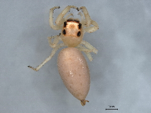  (Orthrus - BIOUG60802-H05)  @11 [ ] CreativeCommons - Attribution (2021) CBG Photography Group Centre for Biodiversity Genomics