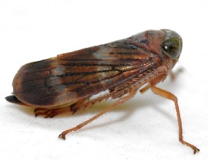  ( - Jikradia olitoria adult 2023)  @11 [ ] No Rights Reserved (2025) Unspecified Agroscope