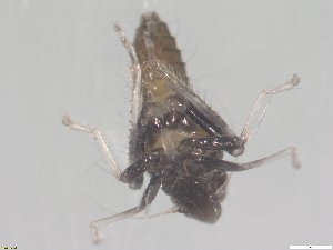  ( - Jikradia olitoria nymph 2024)  @11 [ ] No Rights Reserved (2025) Unspecified Agroscope