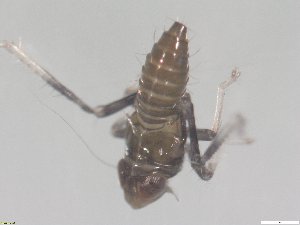  ( - Jikradia olitoria nymph 2024)  @11 [ ] No Rights Reserved (2025) Unspecified Agroscope