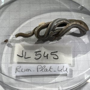  (Bipalium kewense - JL545)  @11 [ ] CCBY (2025) Jean-Lou Justine Museum national d'Histoire naturelle