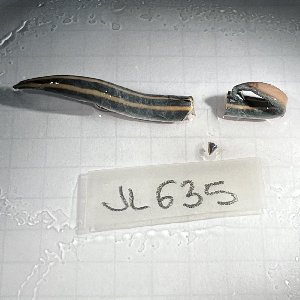 (Australopacifica eschscholtziana - JL635)  @11 [ ] CCBY (2025) Jean-Lou Justine Museum national d'Histoire naturelle