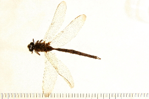  (Boyeria vinosa - 07-OlaDF0004)  @13 [ ] CreativeCommons - Attribution (2008) CBG Photography Group Centre for Biodiversity Genomics