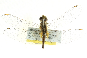  ( - BIOUG02482-A09)  @12 [ ] CreativeCommons - Attribution (2012) CBG Photography Group Centre for Biodiversity Genomics