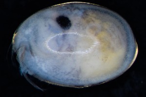  ( - NUOB-A011-13)  @11 [ ] Copyright (2014) Darrin T Schultz Monterey Bay Aquarium Research Institute