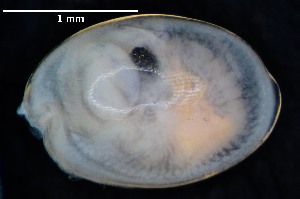  ( - NUOB-A011-14)  @11 [ ] Copyright (2014) Darrin T Schultz Monterey Bay Aquarium Research Institute