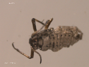  ( - 10PROBE-22338)  @12 [ ] CreativeCommons - Attribution (2010) CBG Photography Group Centre for Biodiversity Genomics