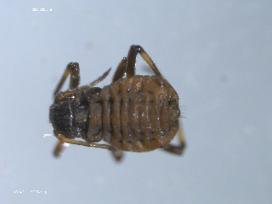  ( - 10PROBE-22339)  @12 [ ] CreativeCommons - Attribution (2010) CBG Photography Group Centre for Biodiversity Genomics