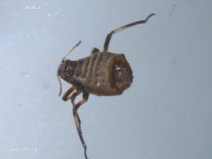  ( - 10PROBE-22341)  @12 [ ] CreativeCommons - Attribution (2010) CBG Photography Group Centre for Biodiversity Genomics