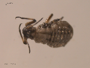  ( - 10PROBE-22366)  @12 [ ] CreativeCommons - Attribution (2010) CBG Photography Group Centre for Biodiversity Genomics