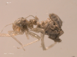  ( - 10PROBE-22368)  @12 [ ] CreativeCommons - Attribution (2010) CBG Photography Group Centre for Biodiversity Genomics