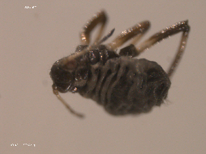  ( - 10PROBE-22369)  @12 [ ] CreativeCommons - Attribution (2010) CBG Photography Group Centre for Biodiversity Genomics