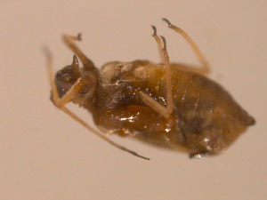  ( - 10PROBE-22413)  @12 [ ] CreativeCommons - Attribution (2010) CBG Photography Group Centre for Biodiversity Genomics