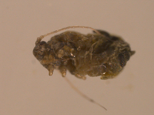  ( - 10PROBE-22414)  @12 [ ] CreativeCommons - Attribution (2010) CBG Photography Group Centre for Biodiversity Genomics