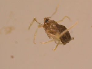  ( - 10PROBE-22417)  @12 [ ] CreativeCommons - Attribution (2010) CBG Photography Group Centre for Biodiversity Genomics